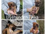 Hundehvalpe, en god blanding - 2