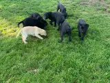 Labrador hvalpe med stamtavle - 2