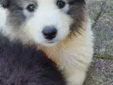 Samojed - samojedhund - border Collie hvalpe  - 2