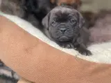 Fransk cavapoo søger ny sofa arm🥰 - 5
