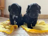Cavapoo/Bichon havaniser hvalp 