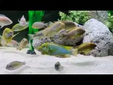 Petrochromis Machronathus 