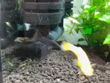 Molly fisk med lyra hale