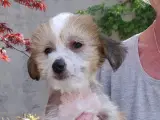 Chinese Crested hårløse - 3