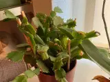 November kaktus, aloe vera og kaktus