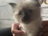 Hellig birma/ragdoll