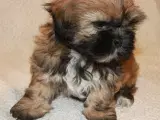 Lhasa Apso hvalp - 2