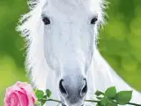 Hvid hest med rose 10 kr pr stk 3 for 20 kr