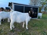 Økologiske Boer geder