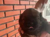 Shih tzu hvalpe  - 4