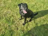 Formel 1 labrador  - 5