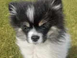 Skøn pomeranian tæve  - 2