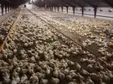 Slagte kyllinger ros 308