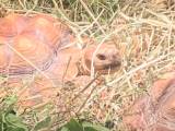 Sulcata