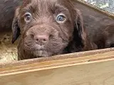 FT Cockerspaniel hvalpe. - 4
