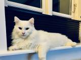 Maine Coon hankat inkl. ALT i udstyr