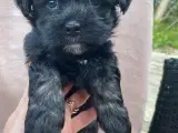 Bichon havanais med stamtavle