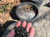 Gratis granitsten