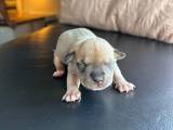 American bully 