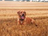 Gul Labrador tilbydes til avl / parring