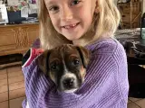 Dansk Svensk gårdhundehvalpe, klar til afrejse