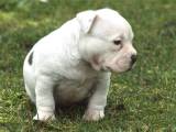 American Bully Tæve hvalp