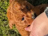 Maltipoo vi venter ❤️🐾 - 5