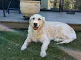Golden Retriever hvalpe - 5