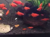 Mickey Mouse Fisk