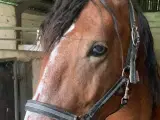 Mangler du mig - unik all around hest  - 4