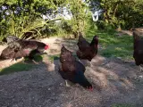 barneveller rugeæg kyllinger - 5