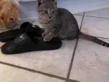 Sød kattekilling