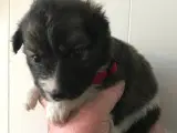 Islandsk fårehund