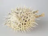 ⭐️· Dekoration af tørret pindsvinefisk / Kuglefisk - 5