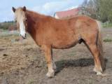 3 års tinka krydsnings vallak