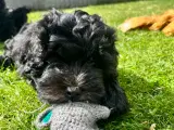 Cavapoo-hvalpe 4 tilbage - 5