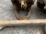 ægte kranie