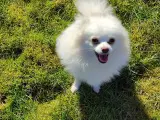 Pomeranian han