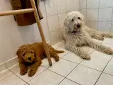 Labradoodle F1bb MINI 10 uger. - 2