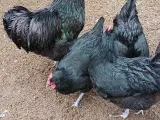 Jersey kæmper sælges - 4