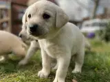 Formel 1 labrador - 5