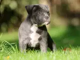 American Bully - 5