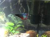 Kampfisk (betta splendens)
