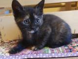 Smukke British Shorthair killinger - 5