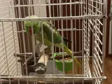 Alexandra papegøje med bur