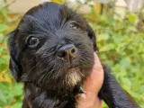 Bichon Havanais hvalpe med DKK stamtavle - 3