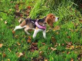 Tricolor Beagle , passport , vaccins , chip  - 2