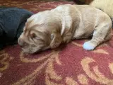 FT Cocker Spaniel hvalpe - 3