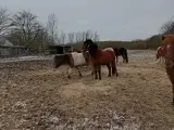 Islænder hest
