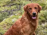 Ægte Golden Retriever han hvalp - 2